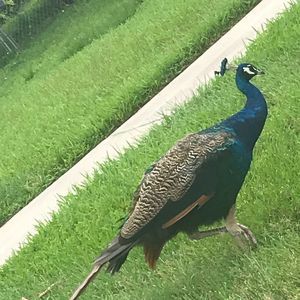 Meet your Posher, Renee